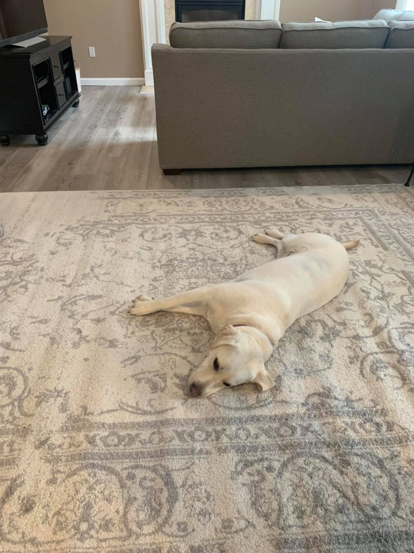 safavieh adirondack area rug on Fashion Look Featuring Safavieh Rugs By Lizbethlux Shopstyle